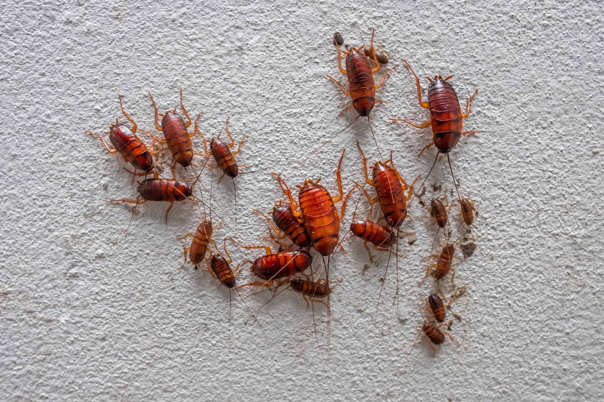 Cluster of reddish-brown ants on a light gray textured wall, some moving in a line