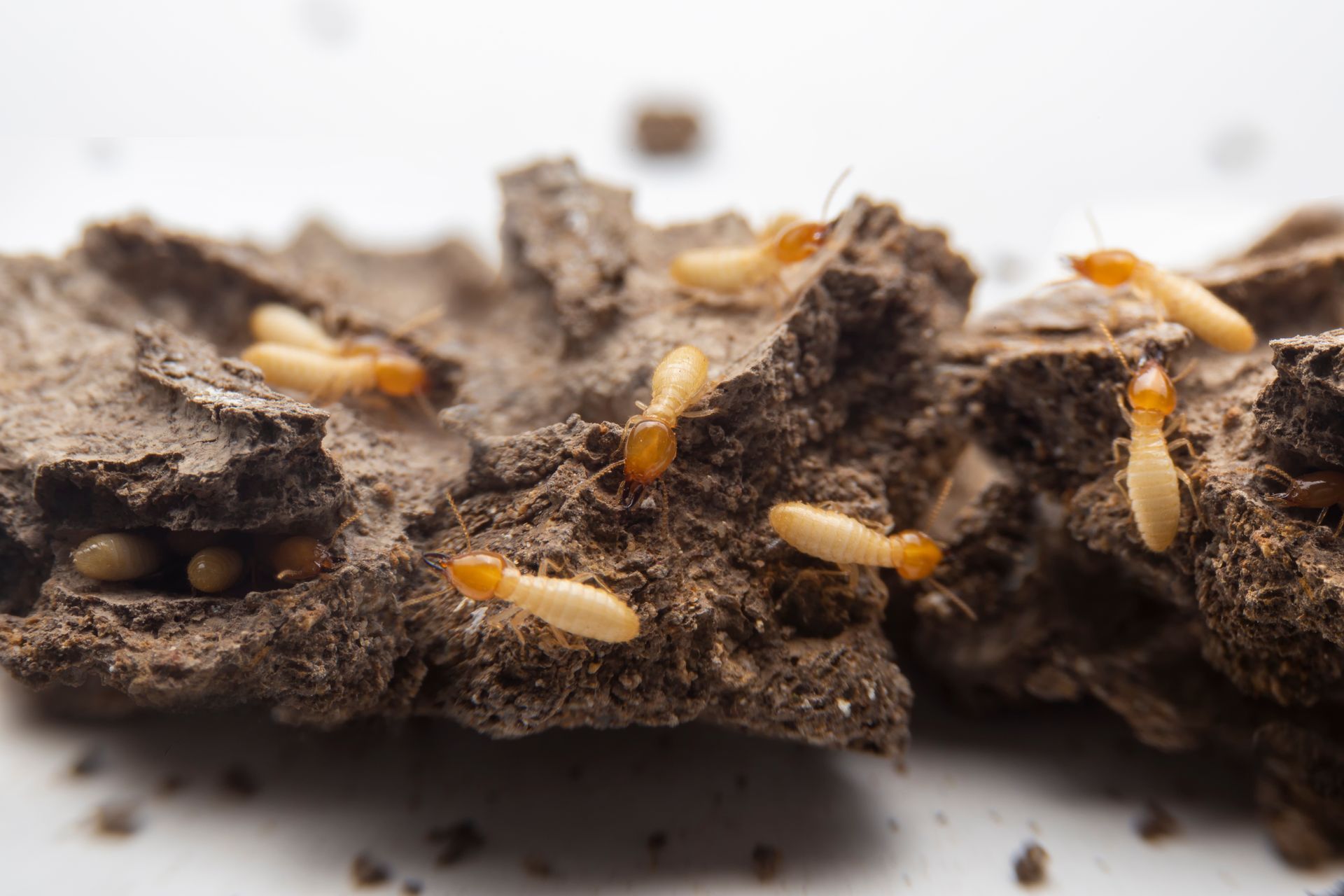 Termites crawling over a broken piece of decayed wood