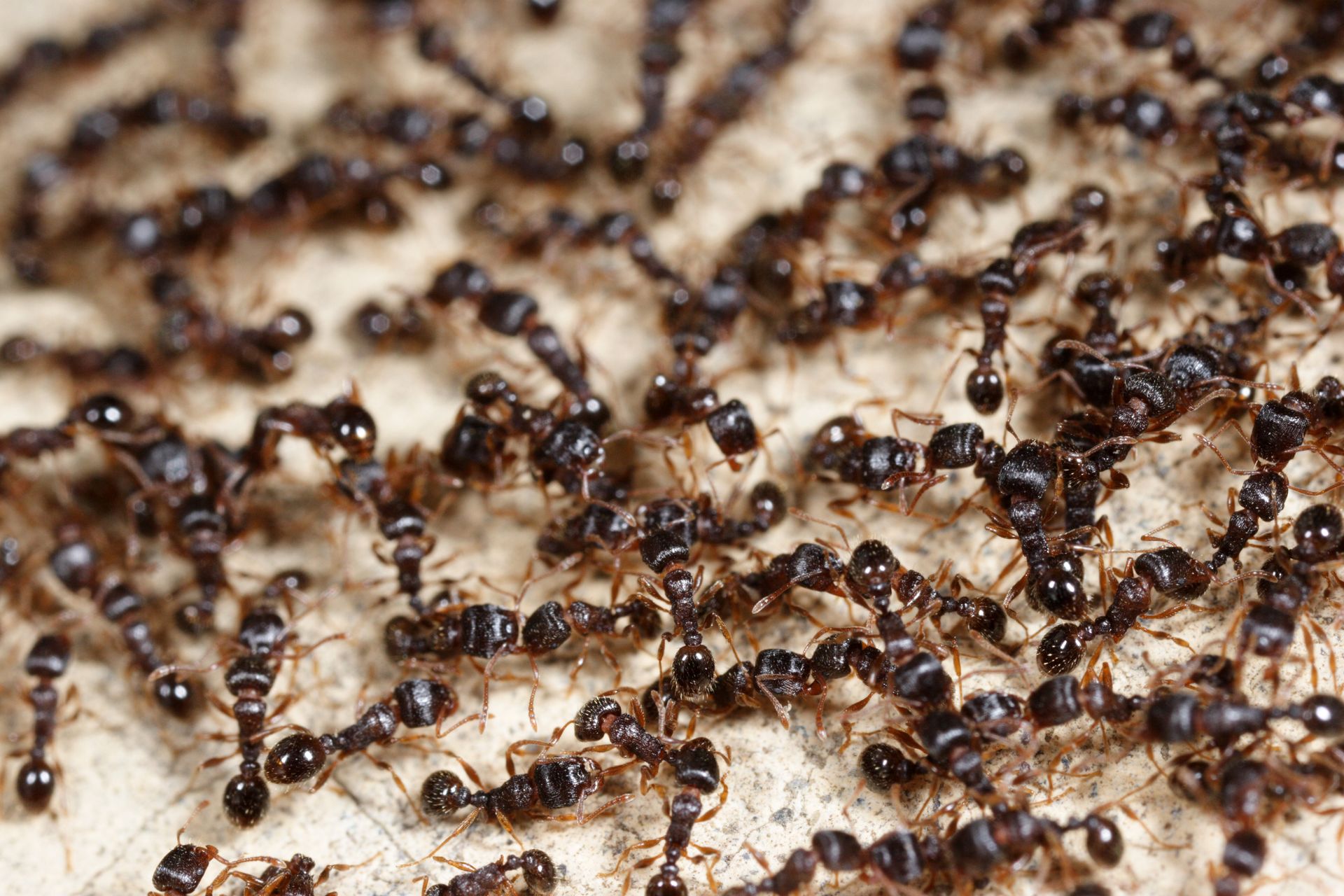 Many ants crawling over a textured brown surface