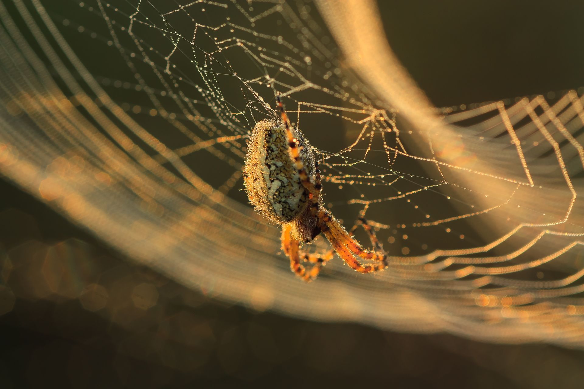A spider hanging in its web with warm golden light in the background