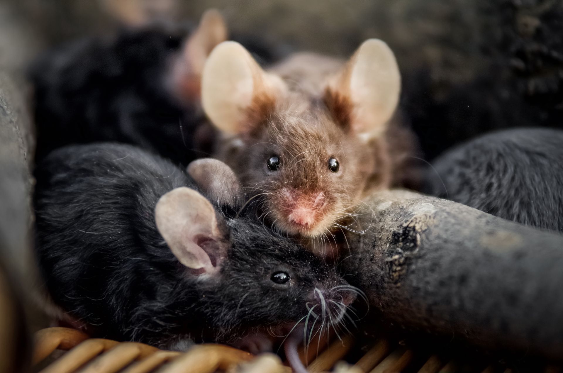 Three small mice huddled together, one black and one brown facing forward in a nest of straw.