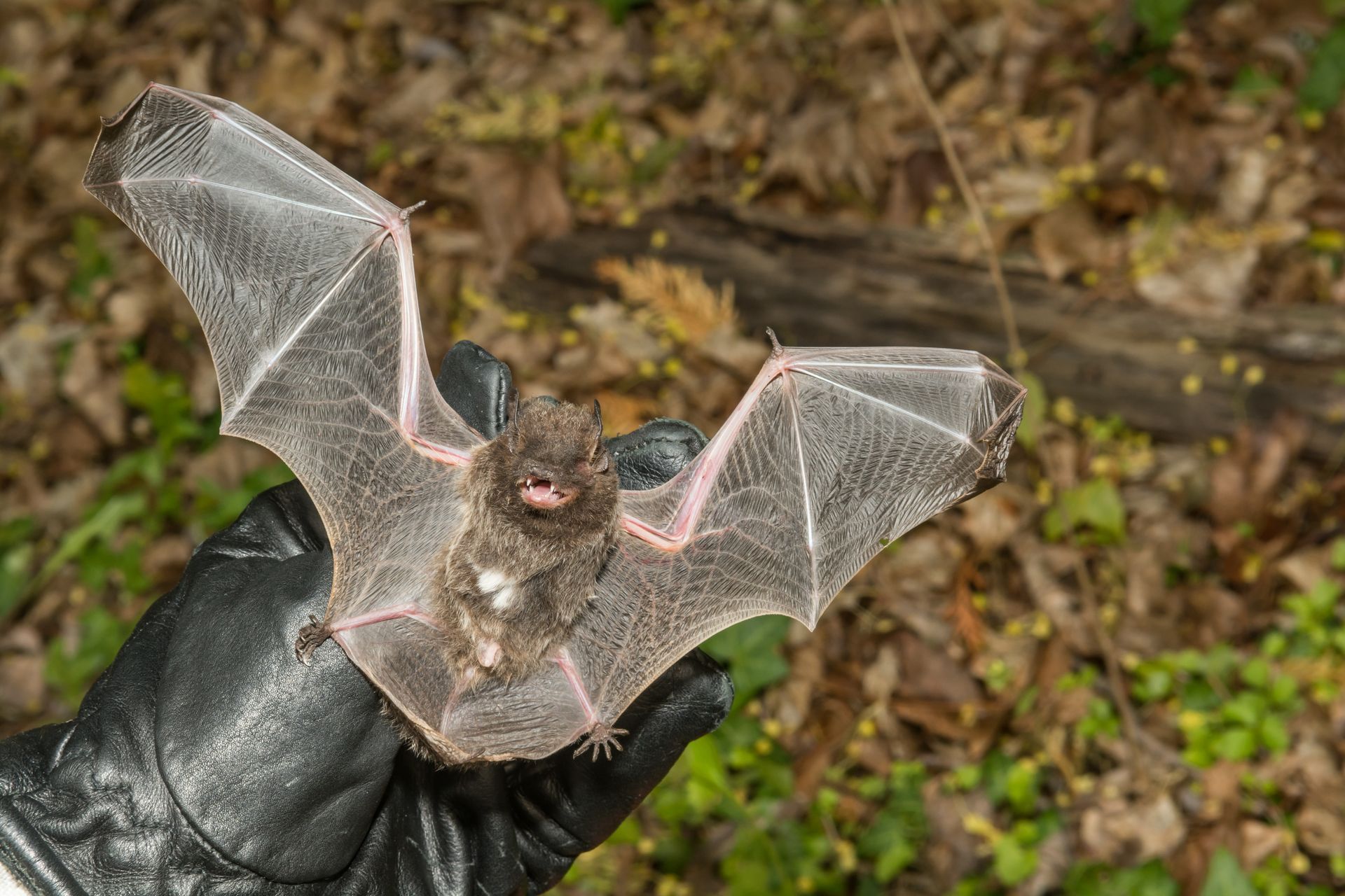Gloved hand holding a small bat with outstretched wings over a leaf-covered ground
