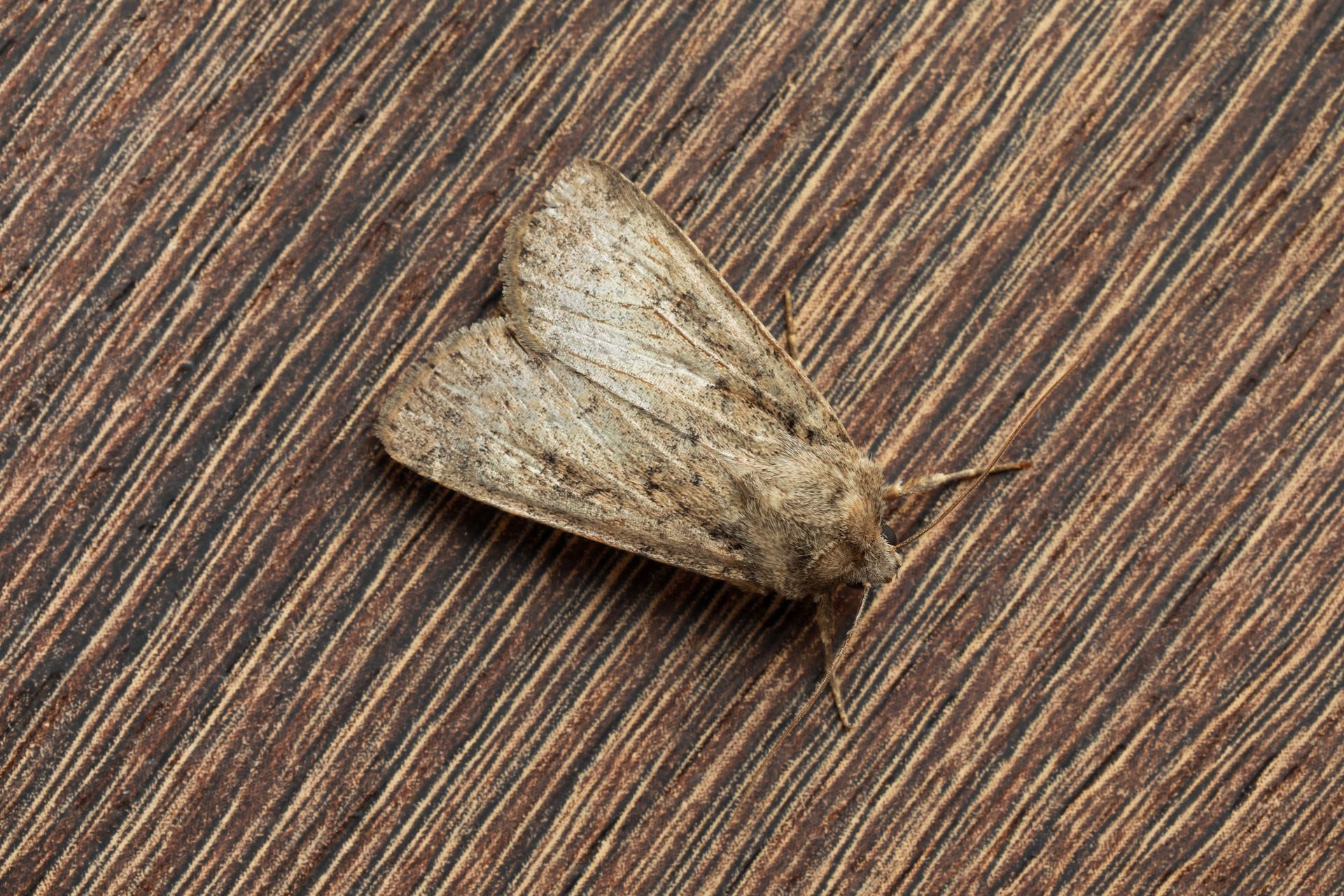 Small tan moth resting on a wood-grain surface