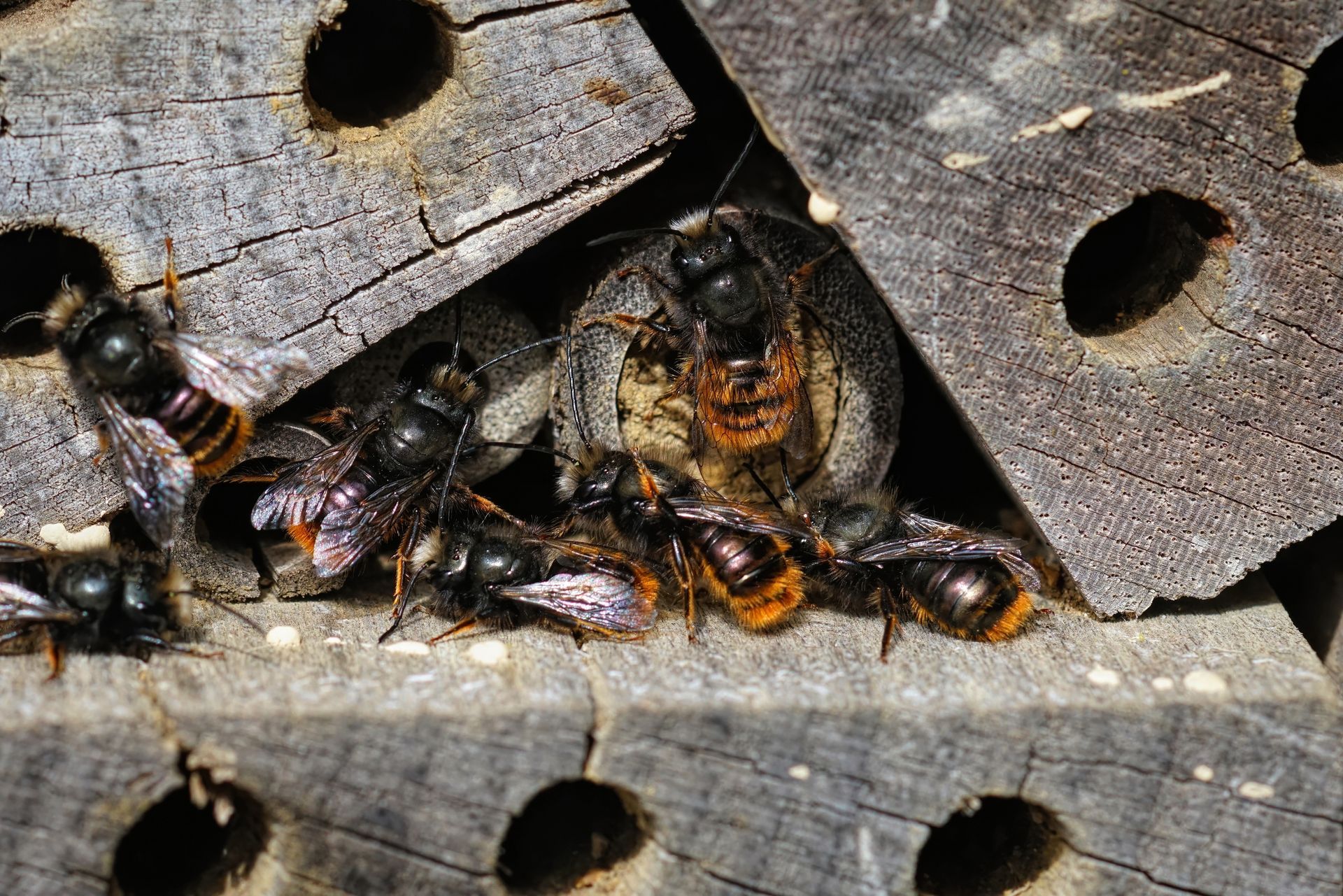 Bees clustering around nest entrances in a weathered wooden bee house
