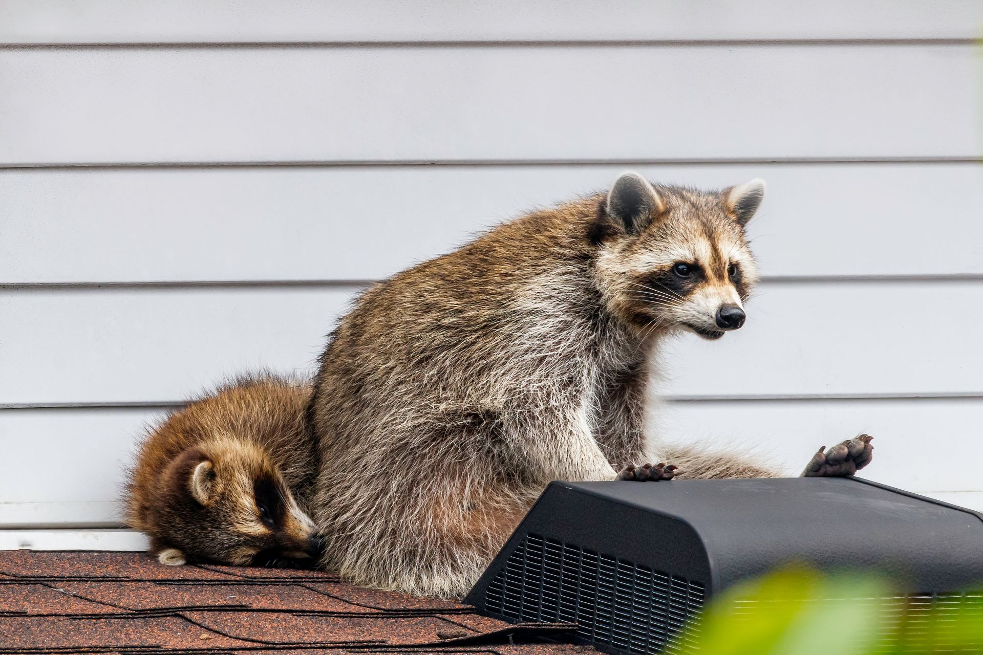 Two raccoons on a porch by a white wall, one sitting on a black step.