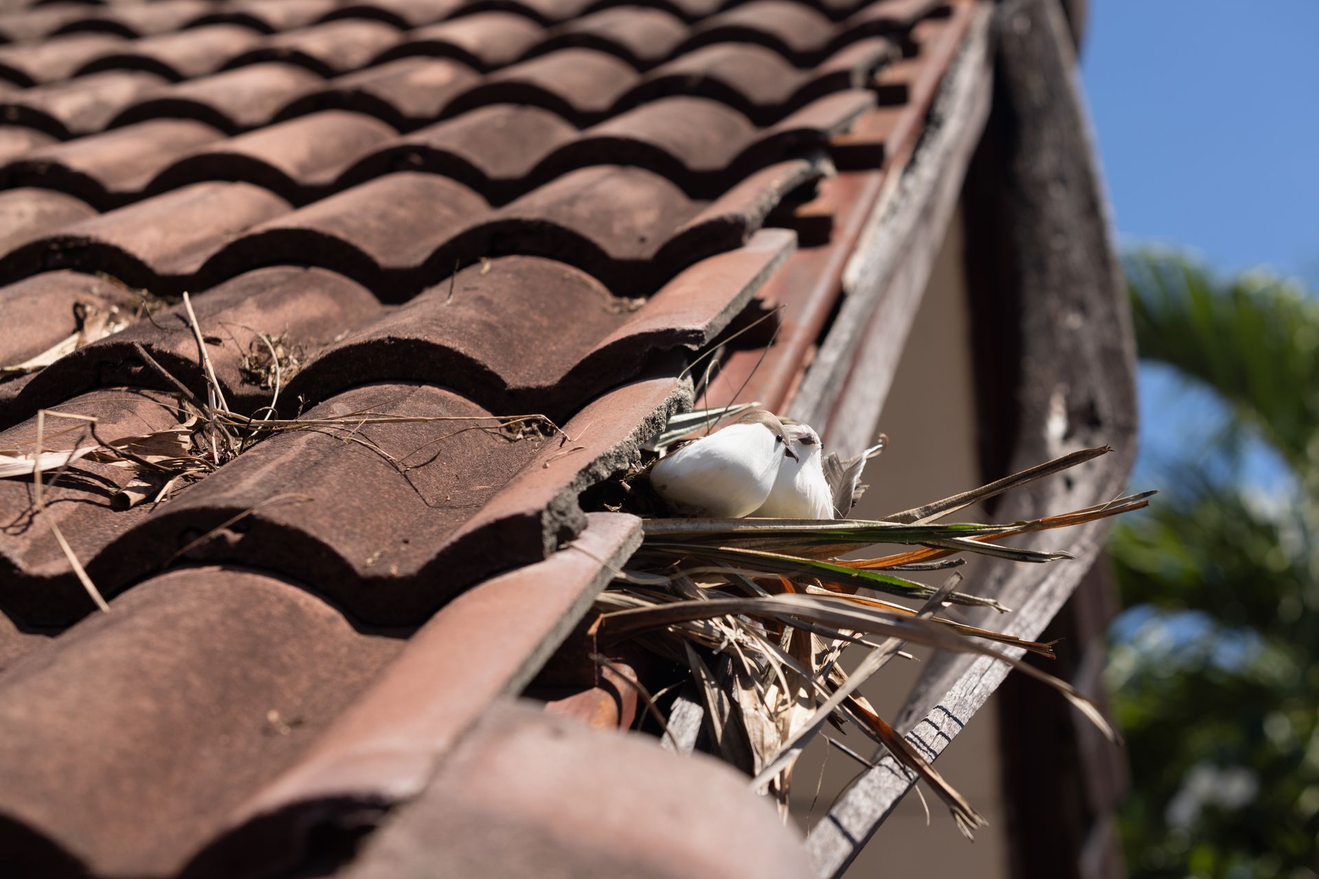 Bird nest tucked under roof tiles beside a gutter, with a small white bird and twigs visible.
