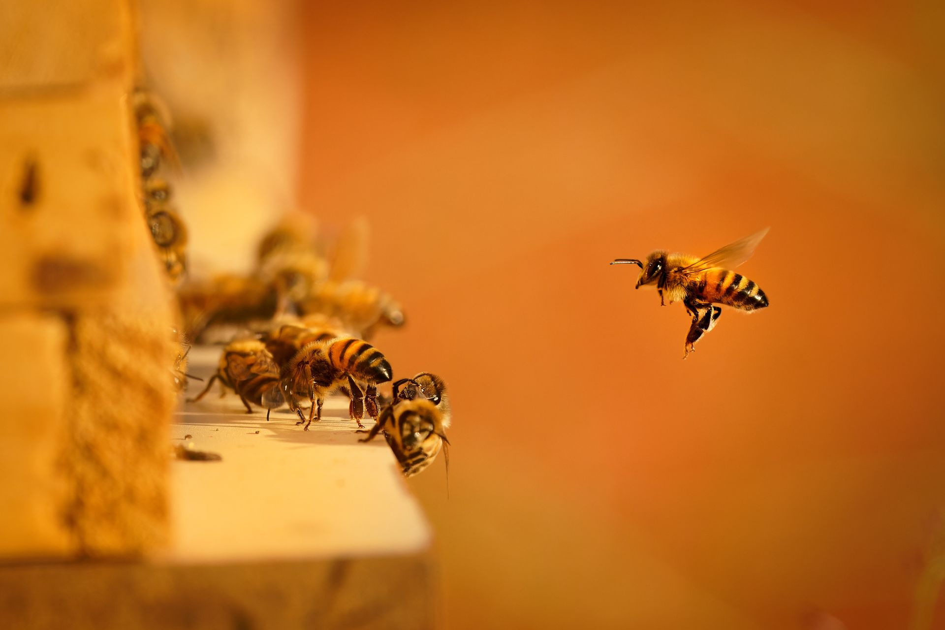 Bees hovering near a hive entrance against a warm orange background