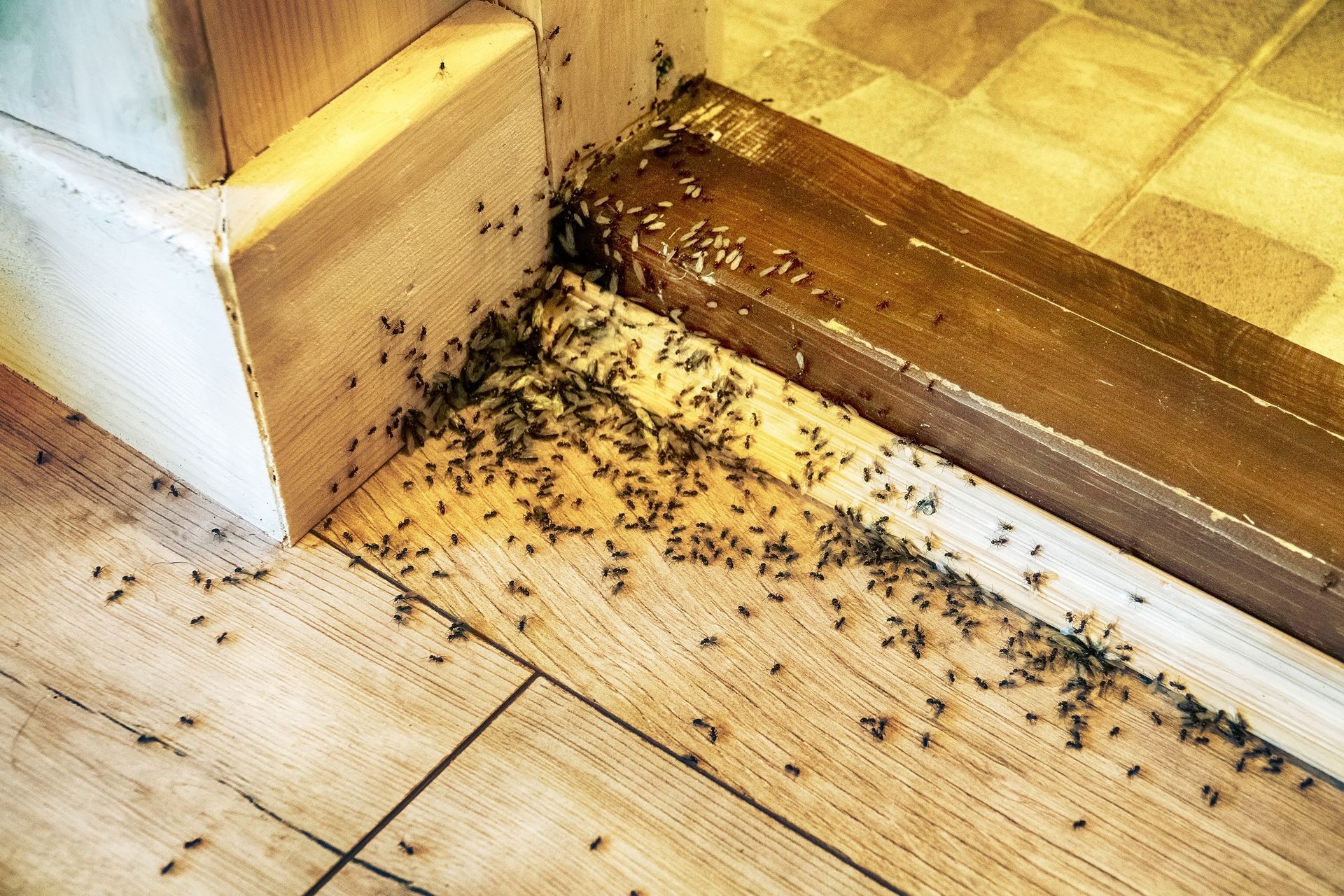 Ants swarming along a wooden floor and baseboard near a wall corner