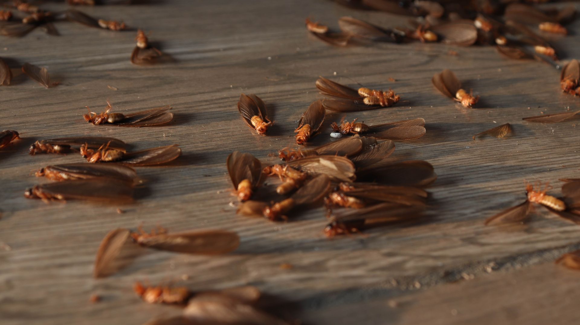 Many bees crawling and flying over a wooden surface in warm light