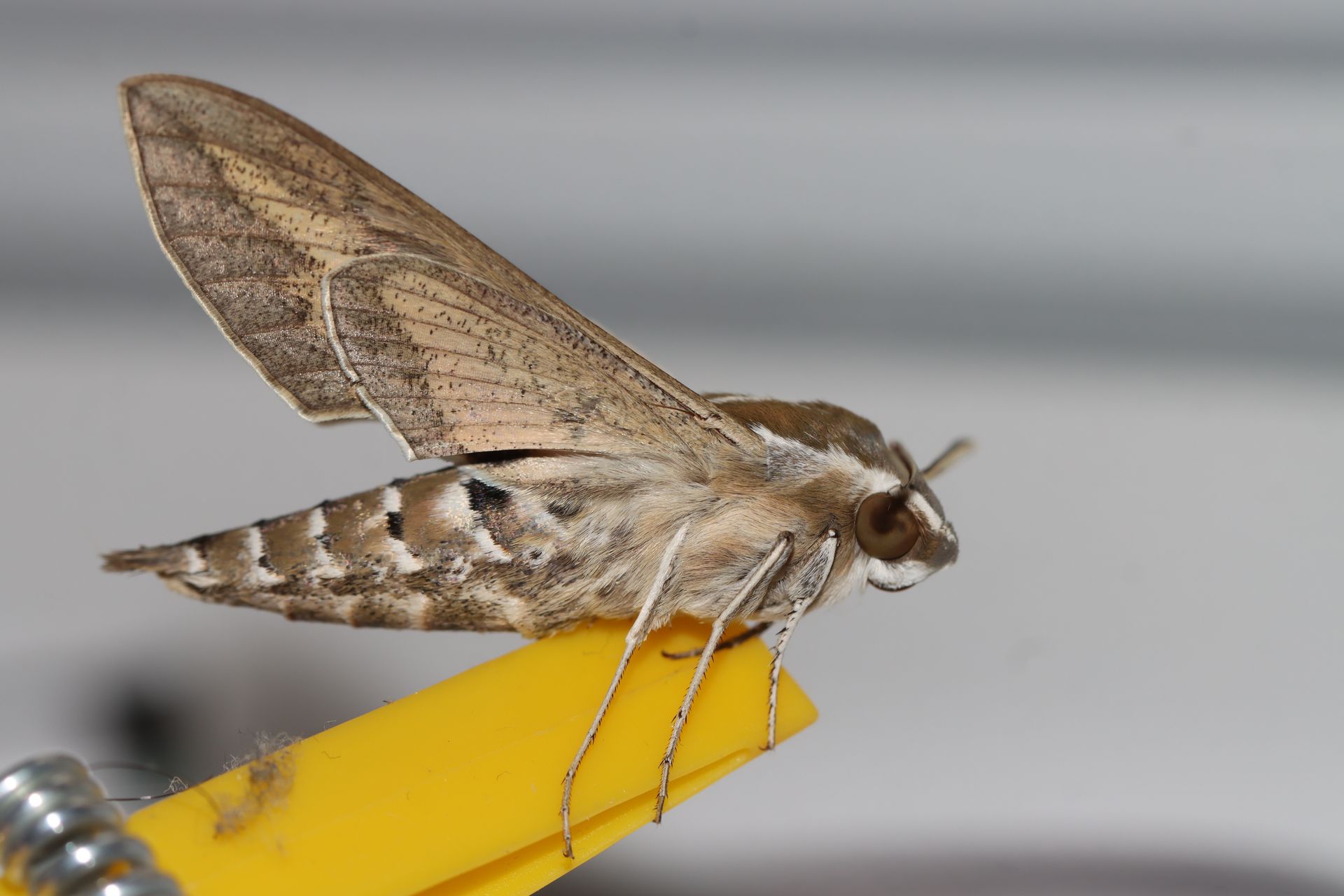 Brown moth perched on a yellow pencil, close-up side view