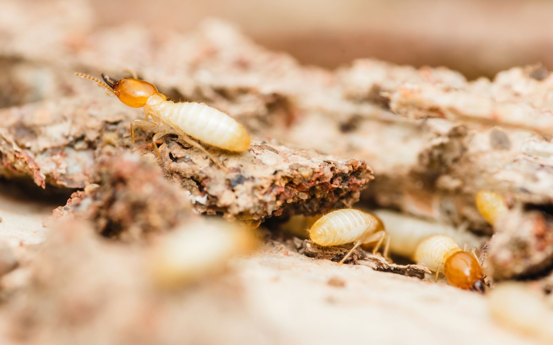 White termites with orange heads crawling through wood cracks