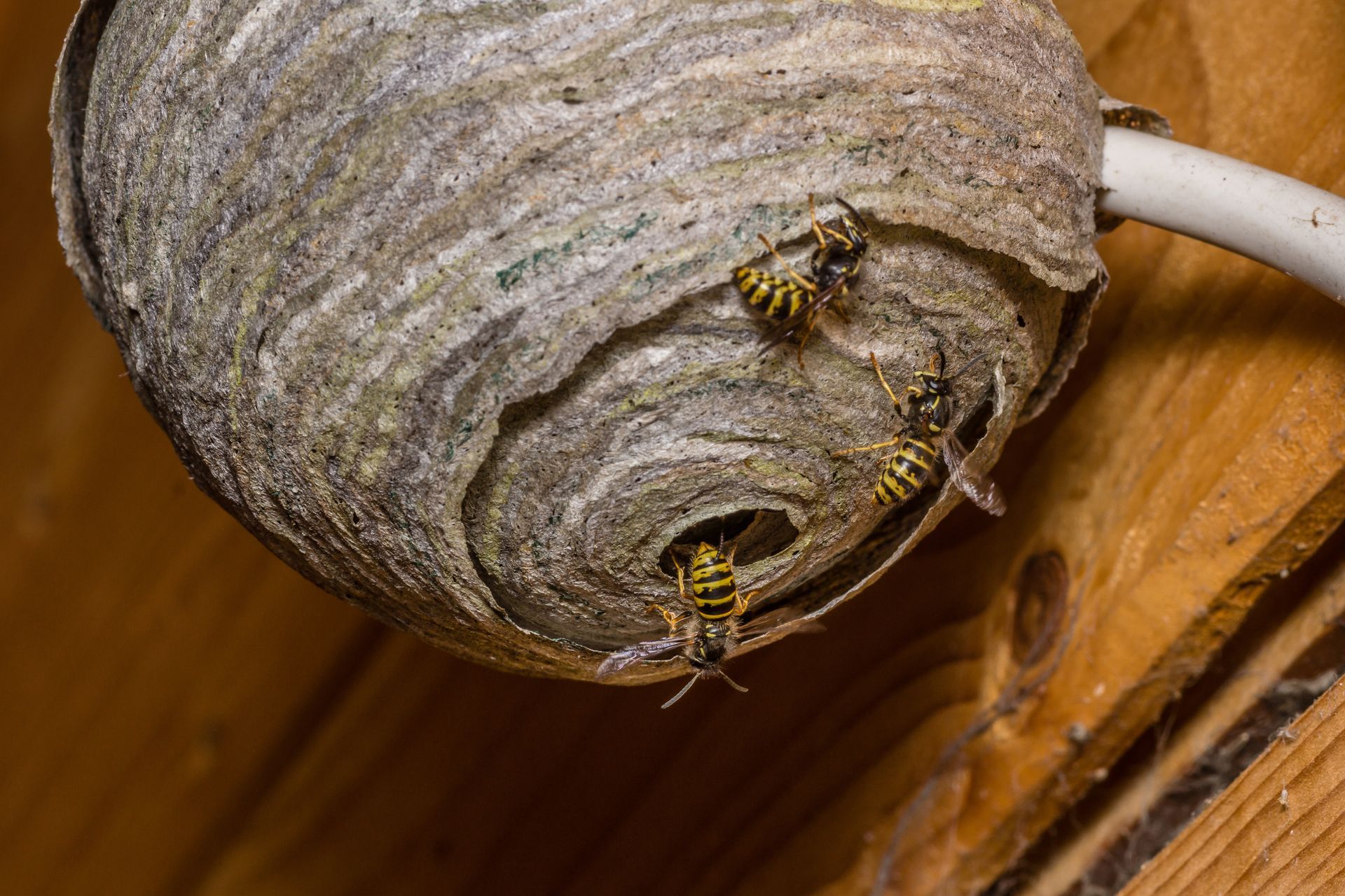 Wasp nest with two wasps on a wooden structure indoors