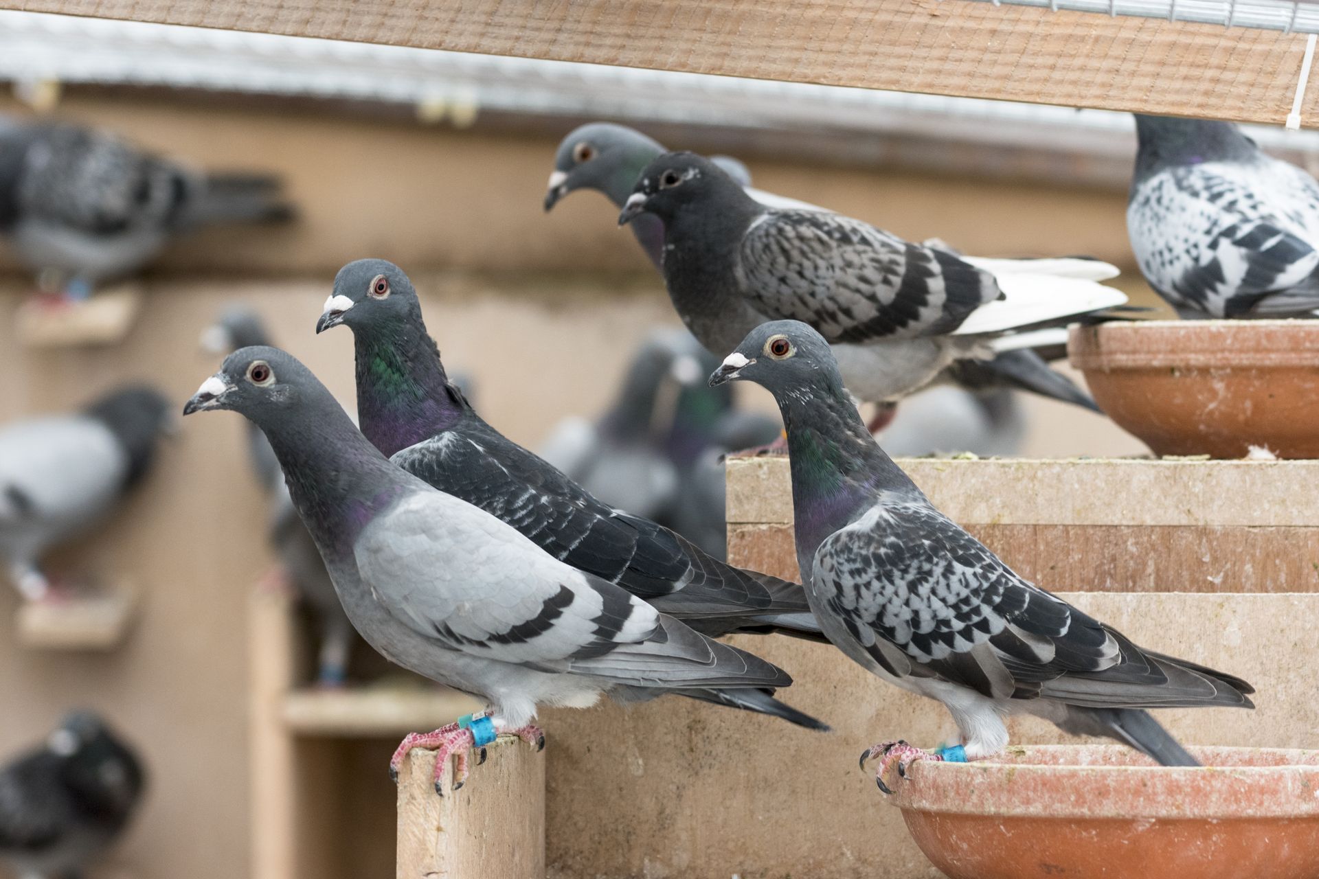 Several pigeons perched on terracotta pots and a wooden ledge outdoors.