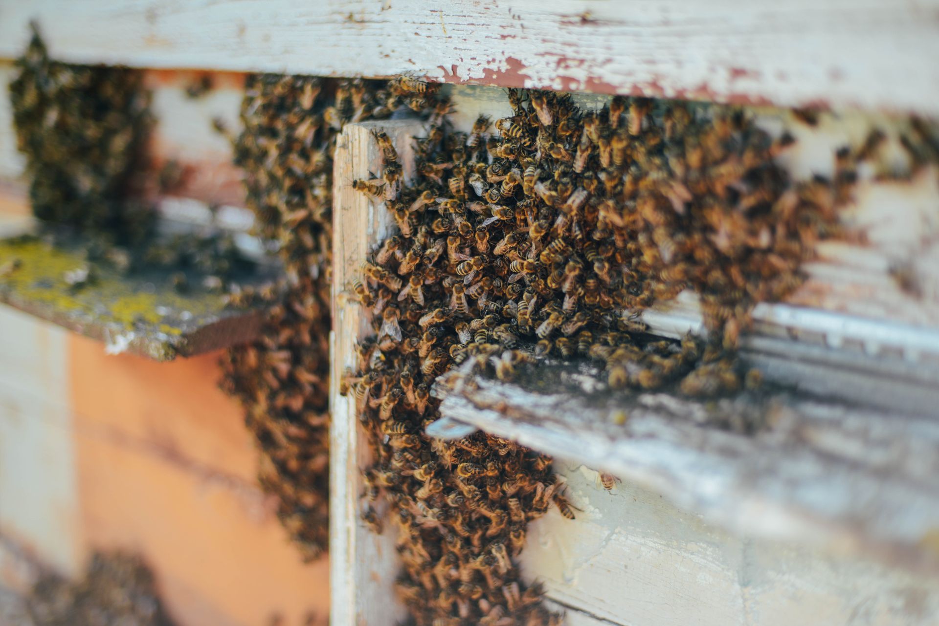 Bees clustered on weathered wooden hive boxes outdoors