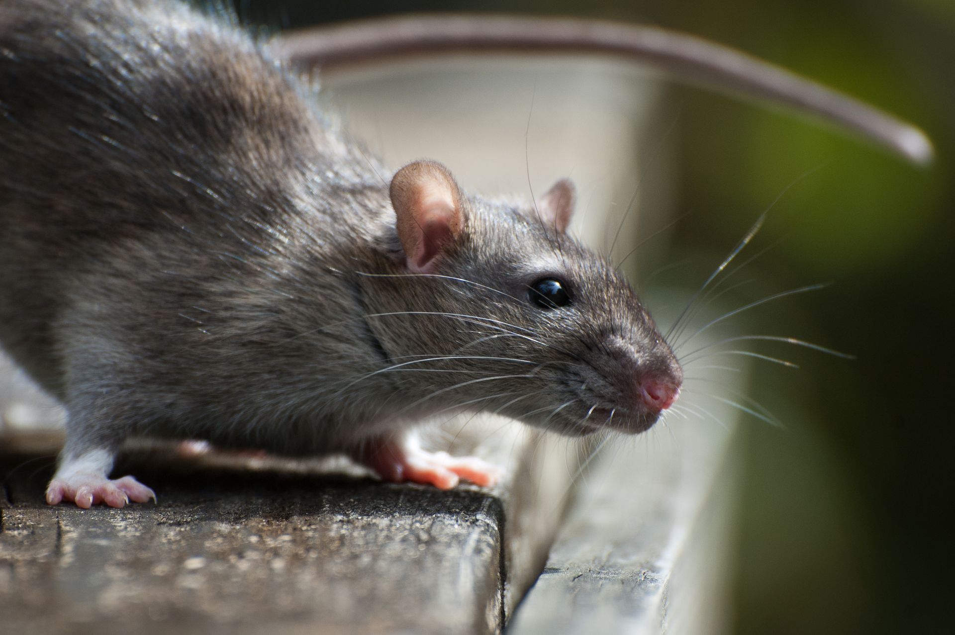 Close-up of a gray rat on a ledge, sniffing forward with whiskers visible.