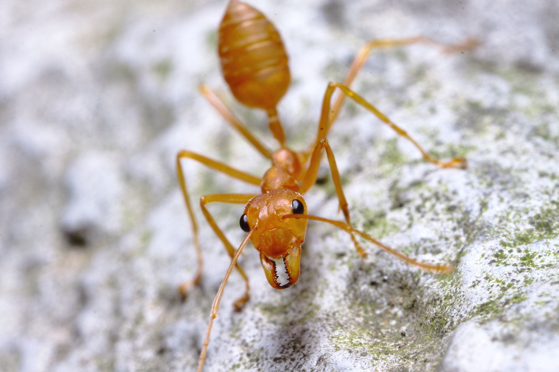 Orange ant on a rock, viewed from above.