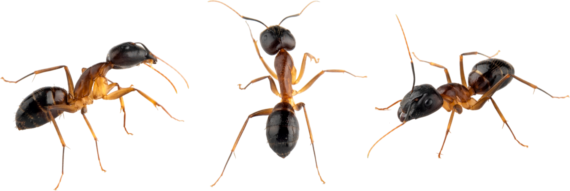 Three ants with orange bodies and black heads on a white background, shown in different poses