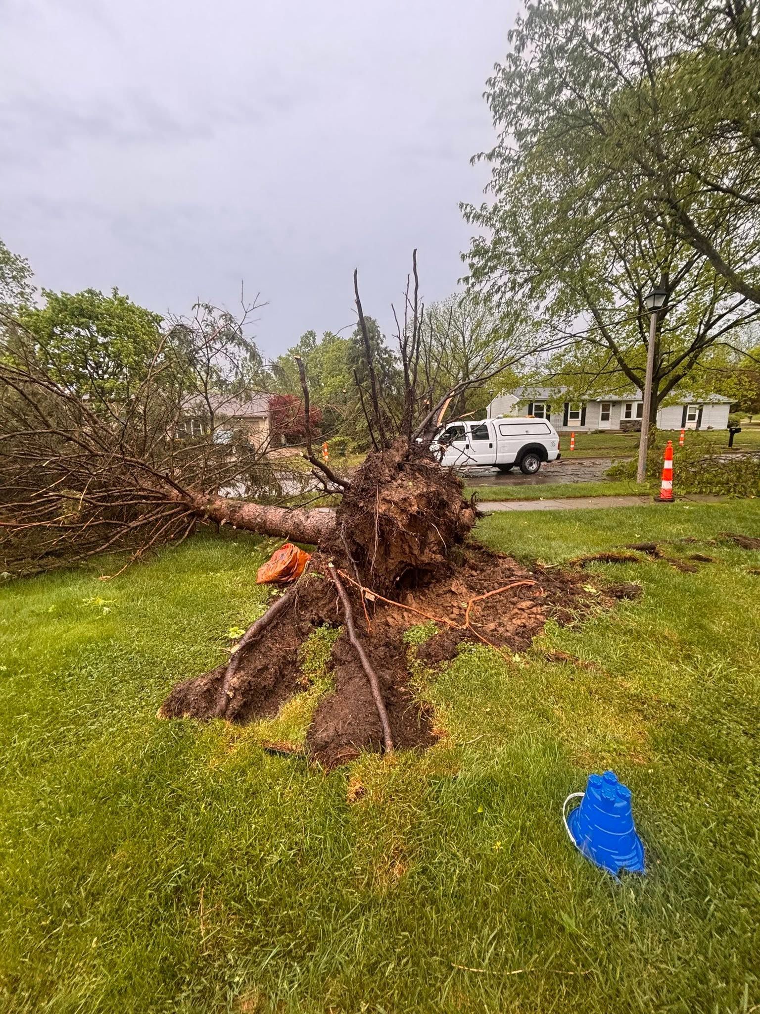 Uprooted tree stump in a grassy yard with a white truck and orange cone in the background.