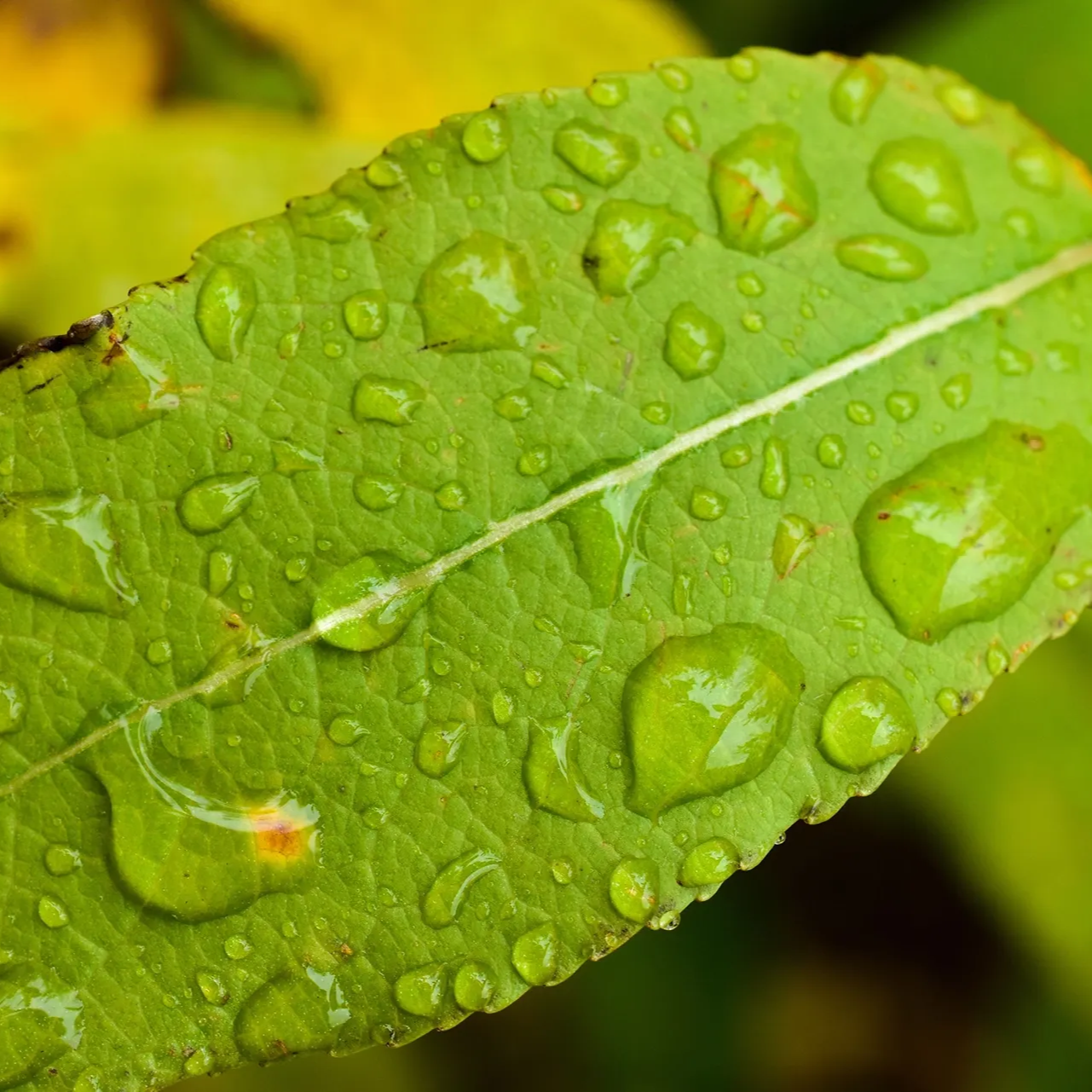 Broad plant leaf filled with fresh raindrops in Rocky Mountain National Park. 
