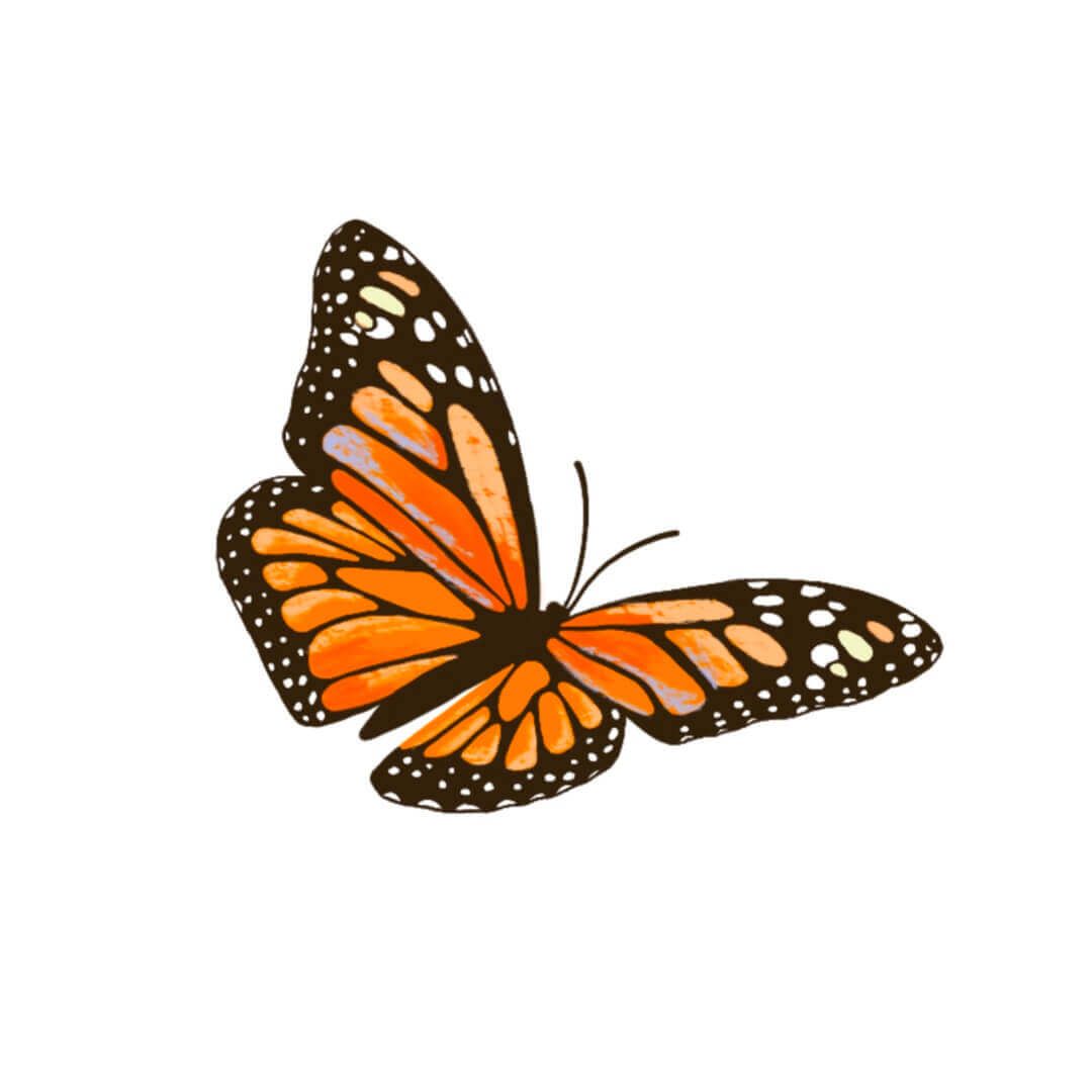 Monarch butterfly illustration