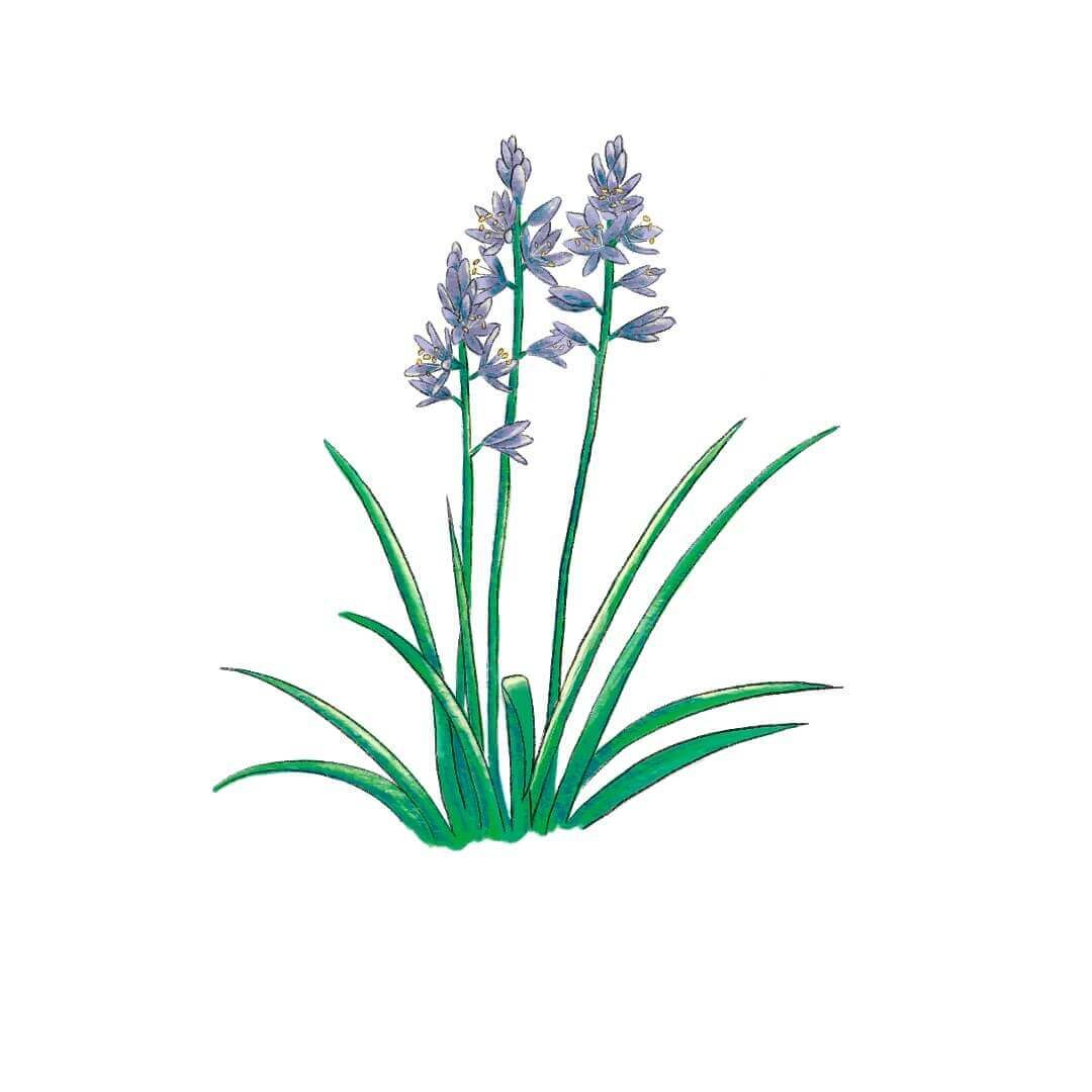 Camas flower illustration