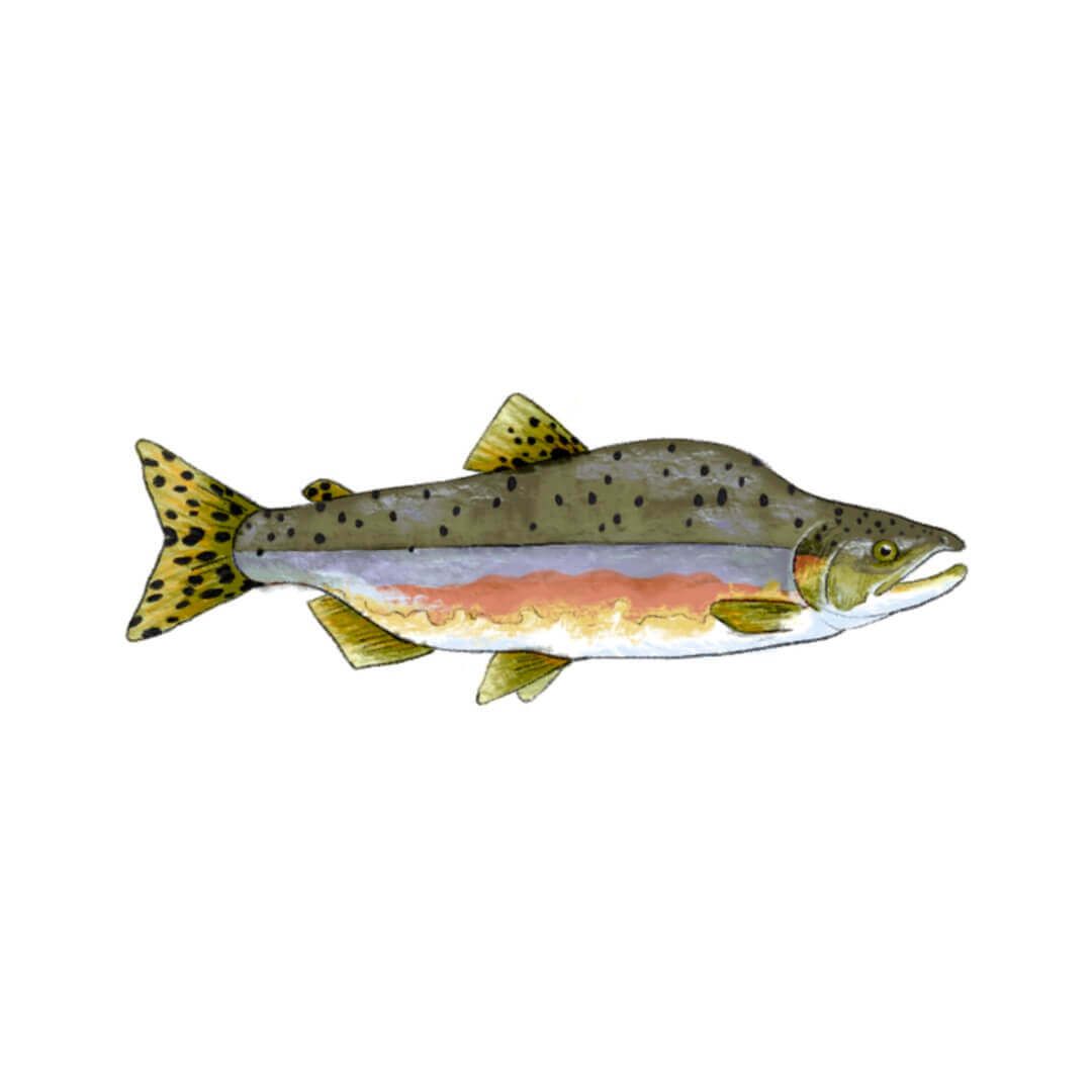 Fish illustration