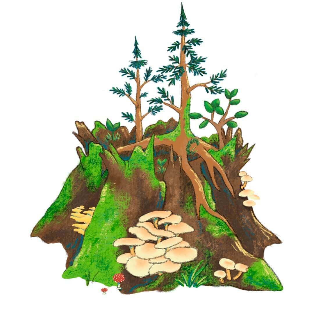 Nurse log illustration