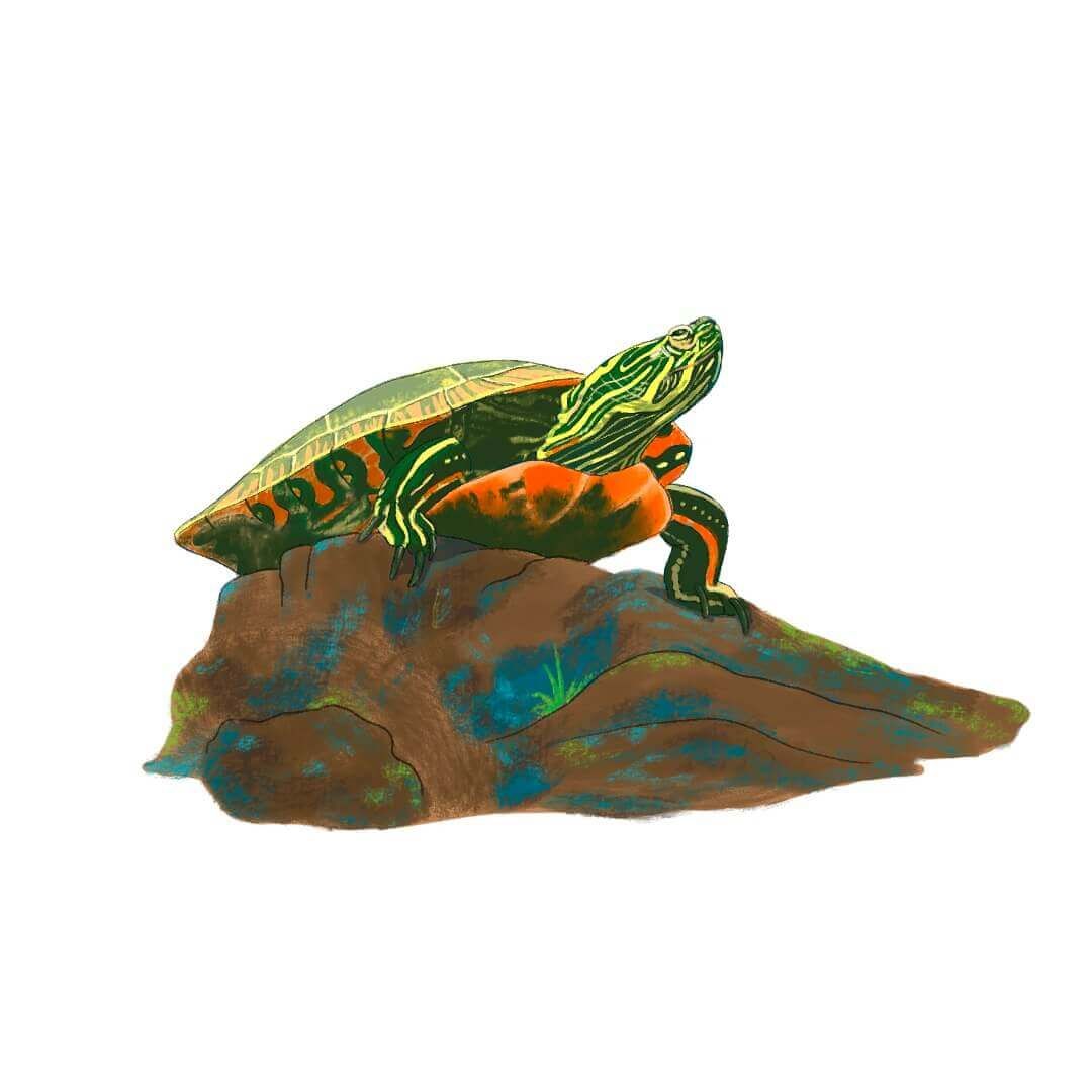 Turtle sitting on a log illustration