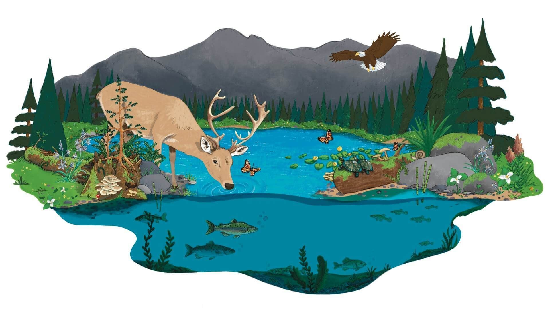 nature illustration for nonprofit