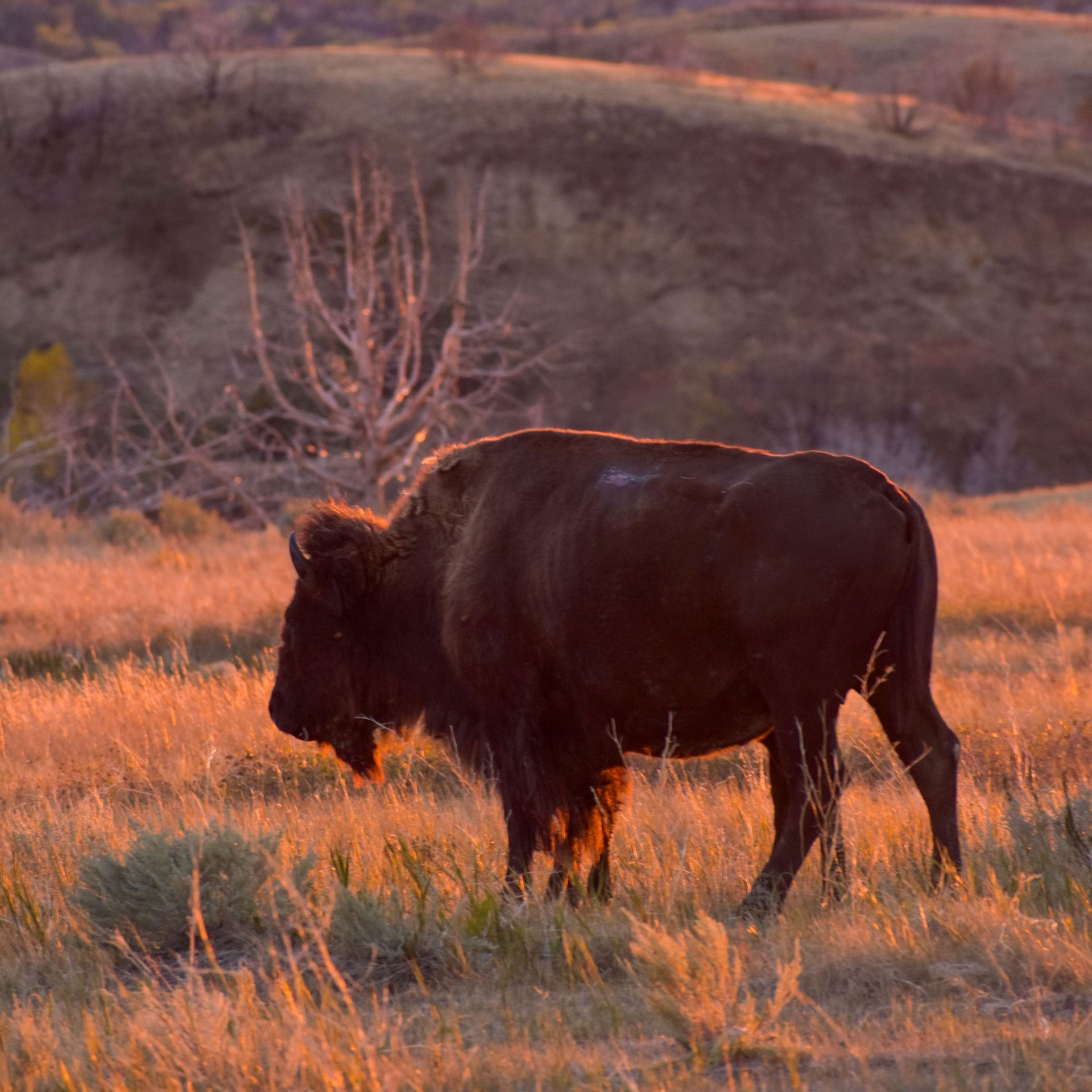 A bison lit from the setting sun while he grazes on tall grass.