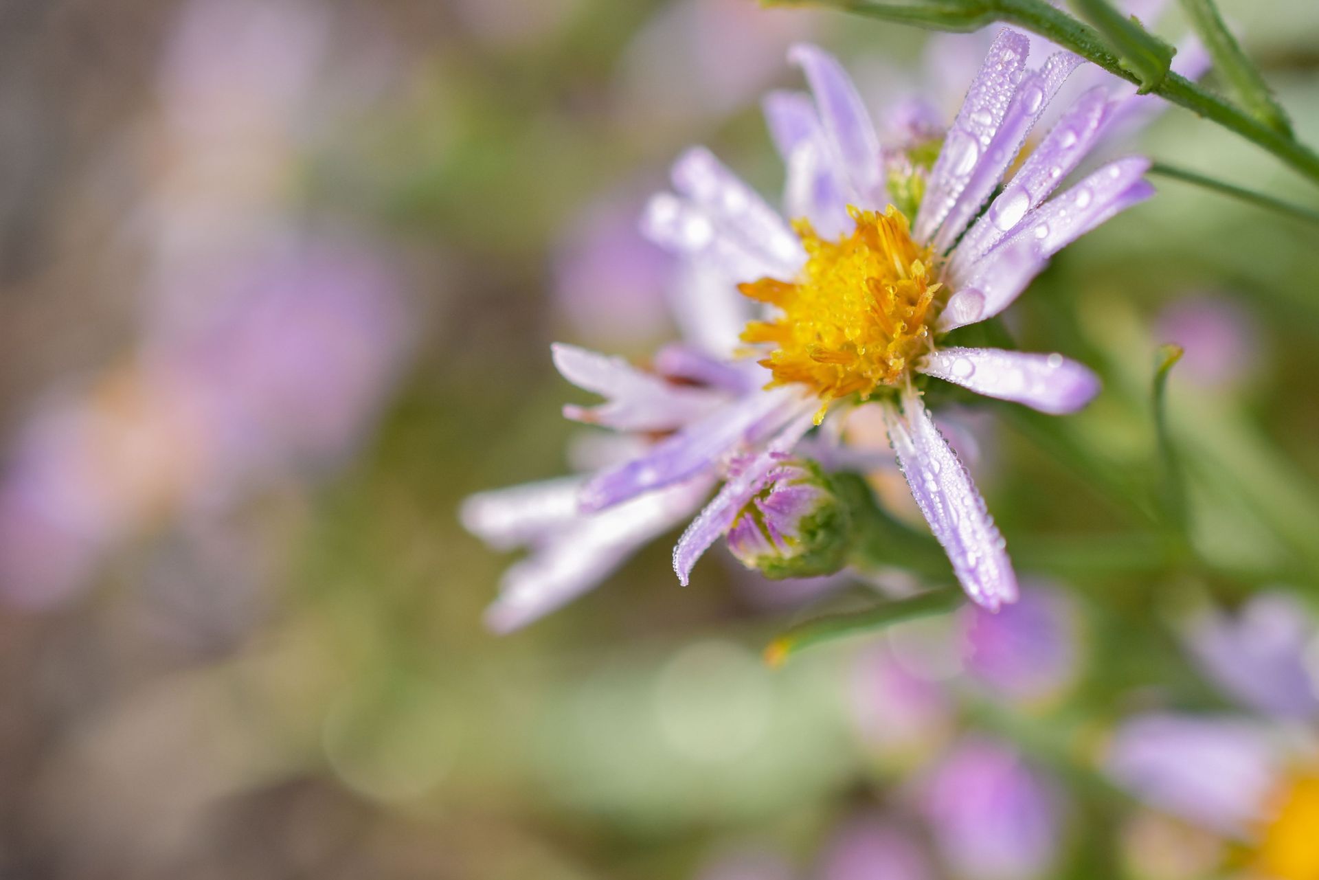 A close up of a purple flower with a yellow center.