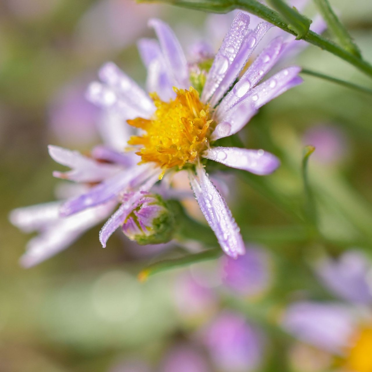 Blooming little daisy covered in morning dew on a misty morning. 