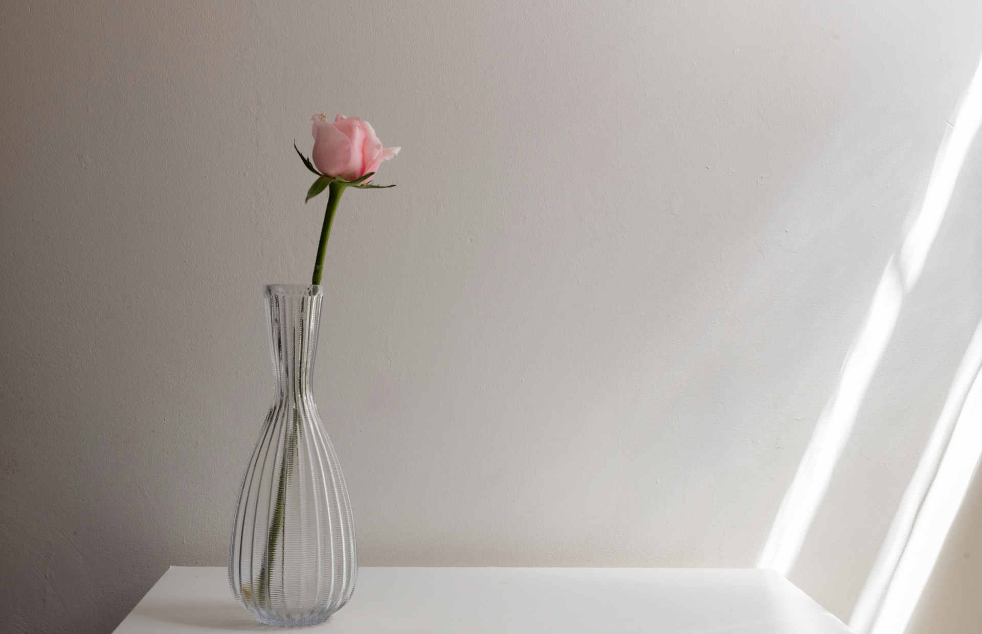 Single rose in glass, ridged vase