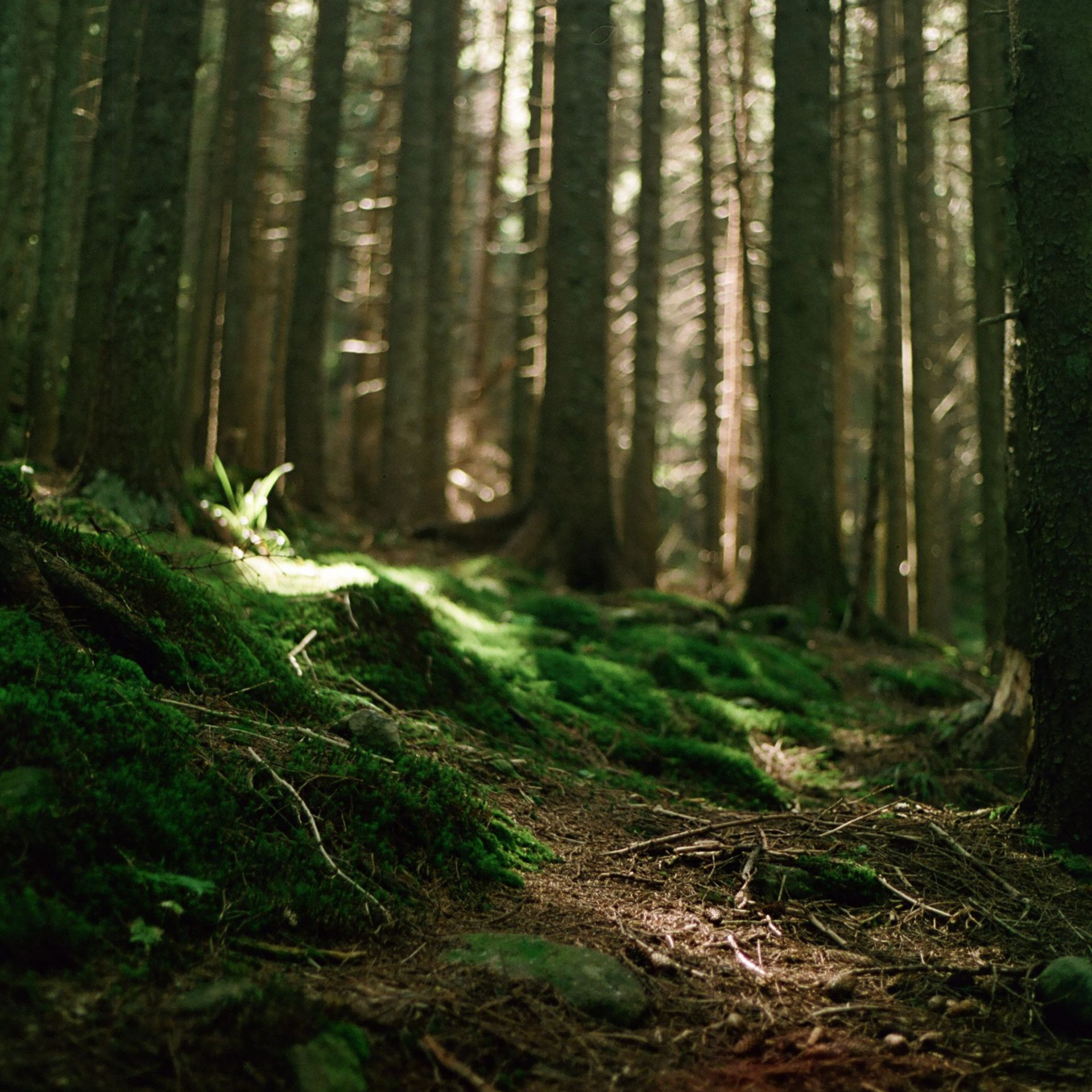 Dark wooded forest with bits of sunlight streaming through.