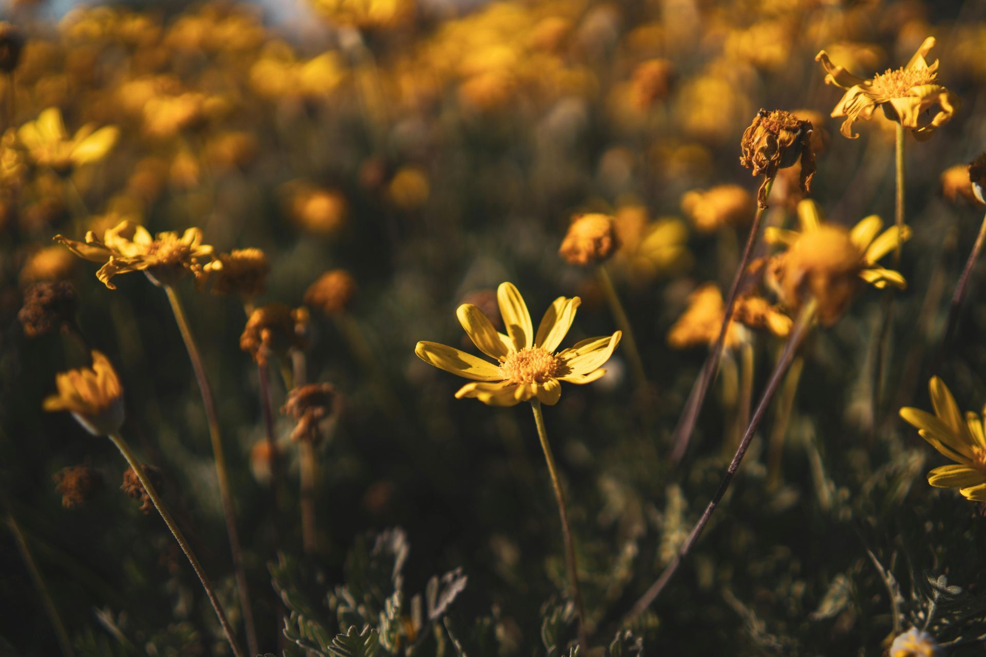 A field of yellow daisies growing in the grass.