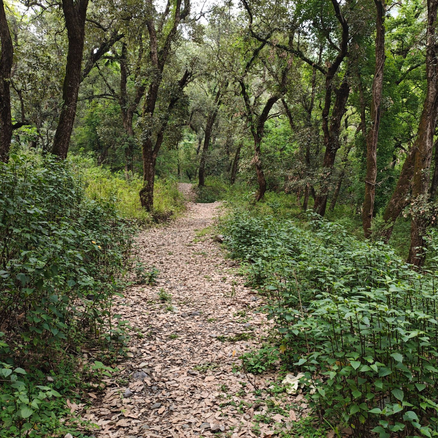 A trail between clusters of trees on a sunny day.
