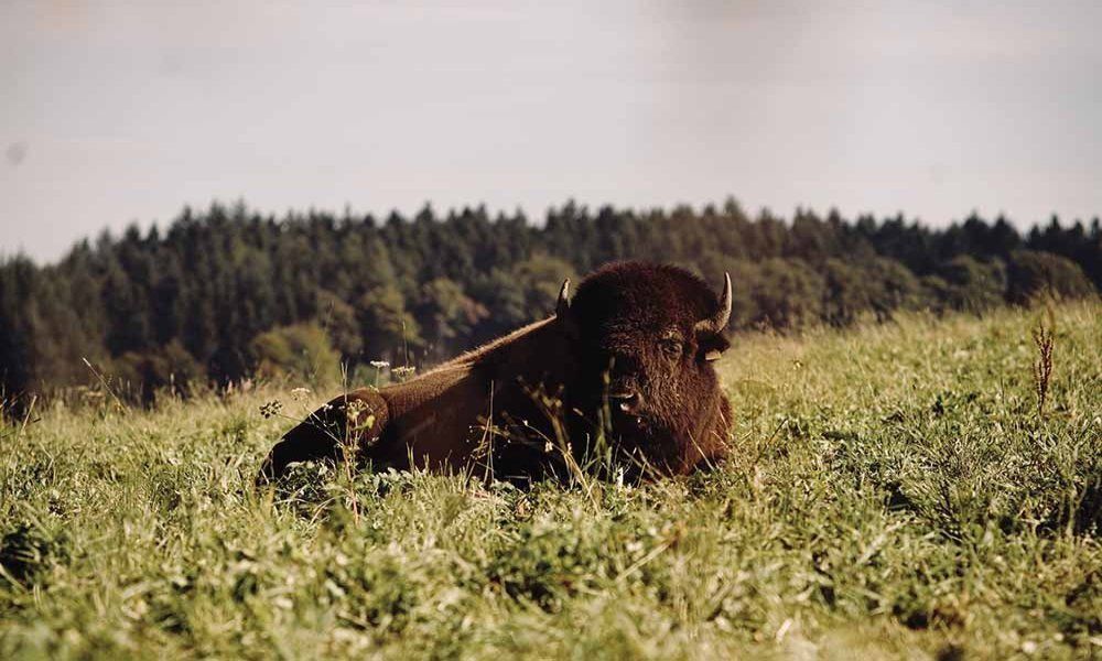 A bison is laying in the grass in a field.