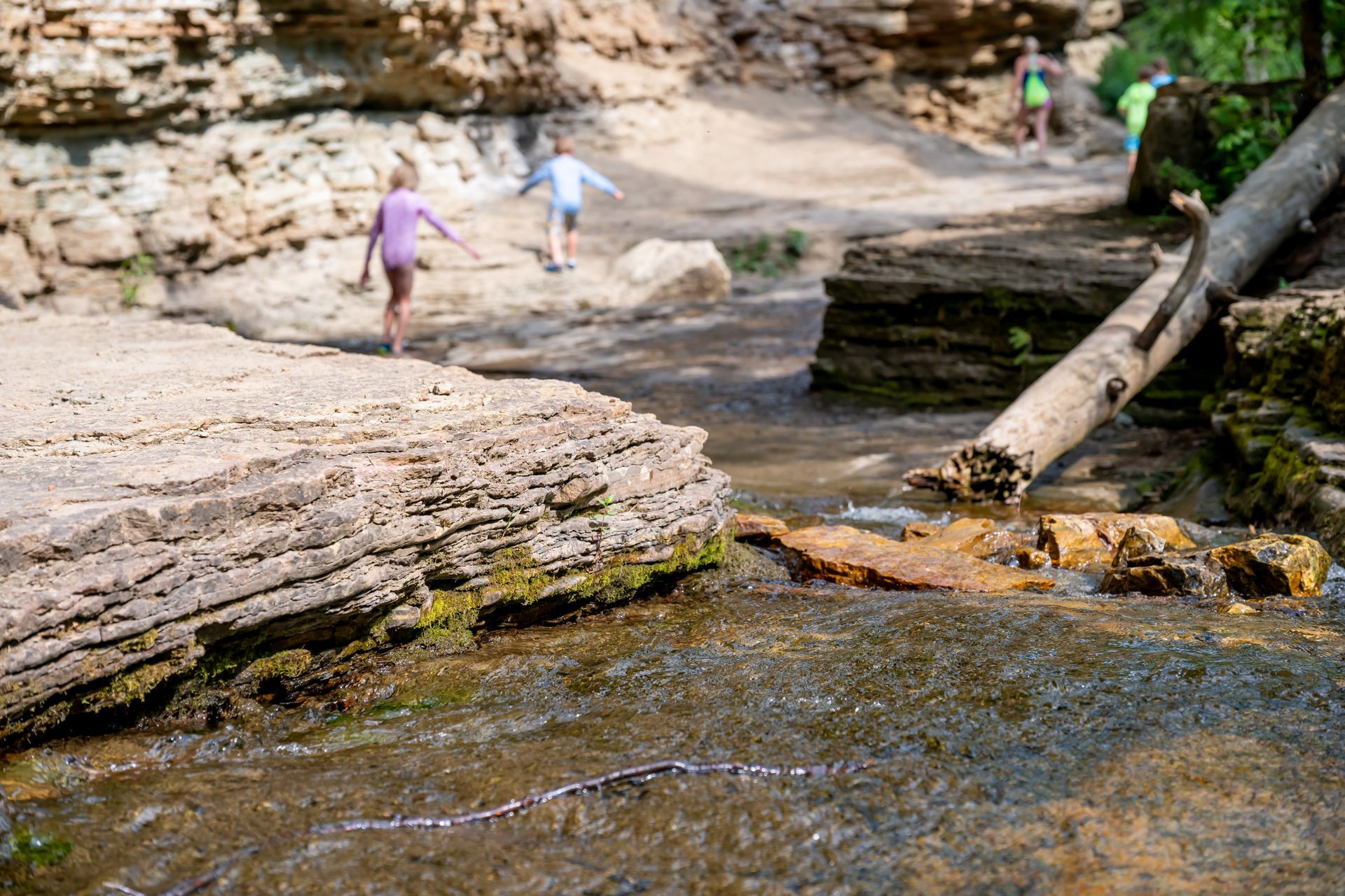 A group of children are playing in a stream.