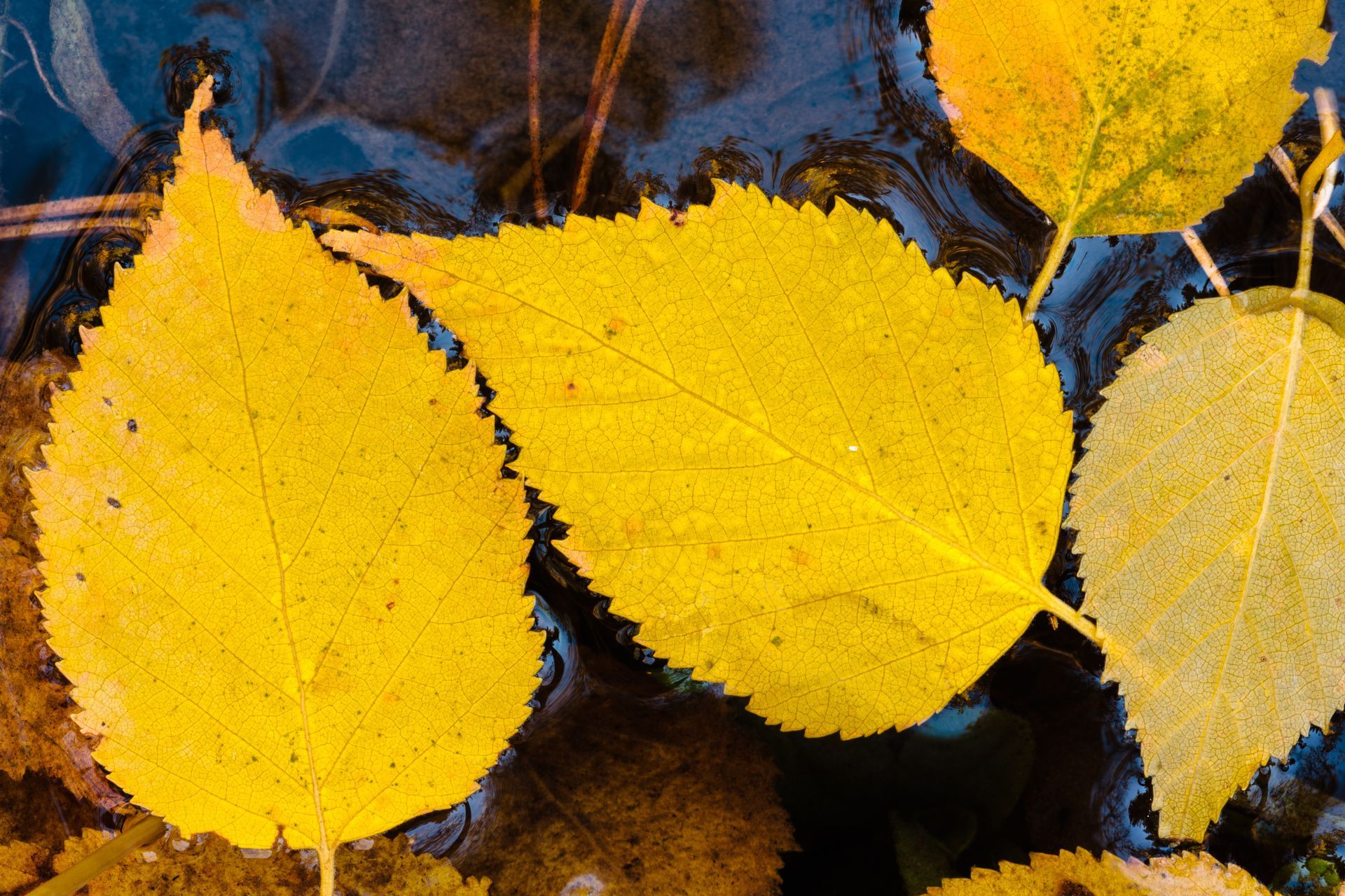 A group of yellow leaves floating on top of a body of water.