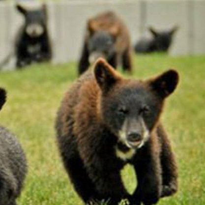 A group of bears are running in the grass.