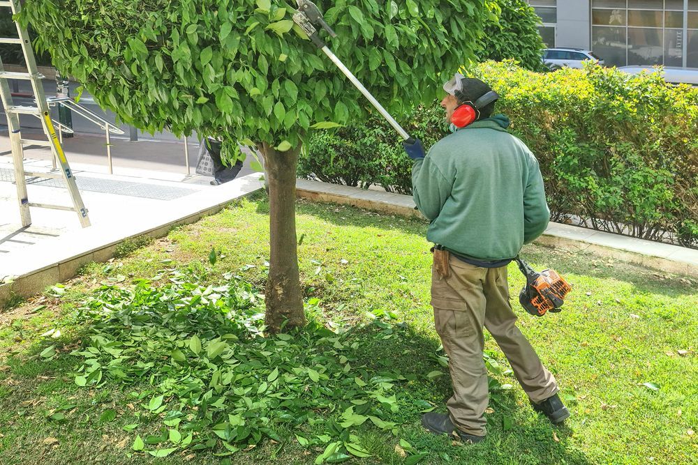 Person using a leaf blower trims grass around a tree in a green yard.