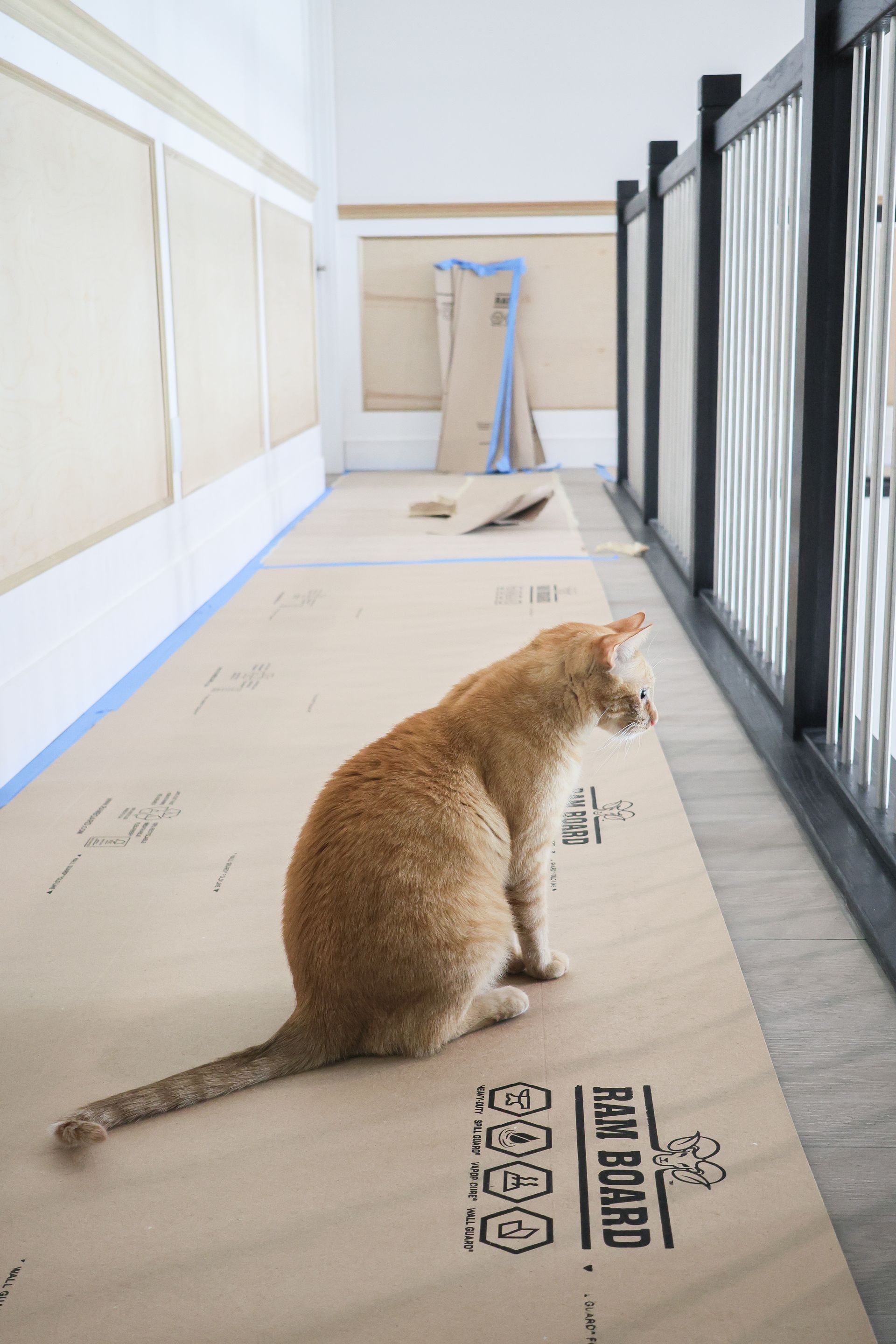 Orange cat sitting on a balcony walkway beside a black metal railing and a cardboard-covered floor