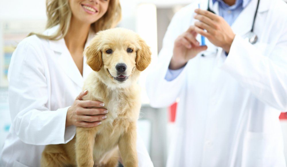 veterinario di fiducia