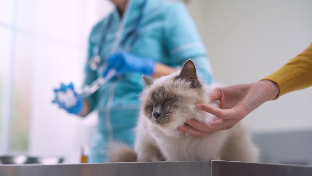 visite veterinarie di qualità