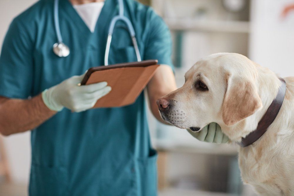 prestazioni veterinarie di qualità