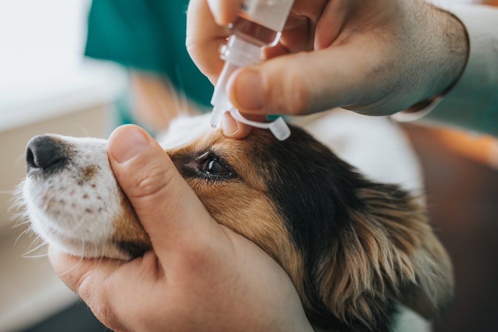 esami specialistici per animali