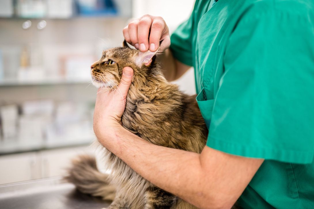 Un veterinario sta esaminando le orecchie di un gatto.