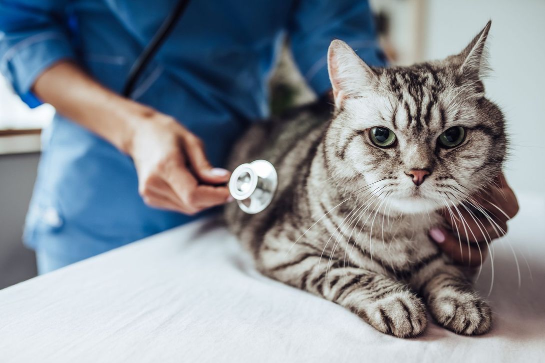 Un gatto viene esaminato da un veterinario con uno stetoscopio.