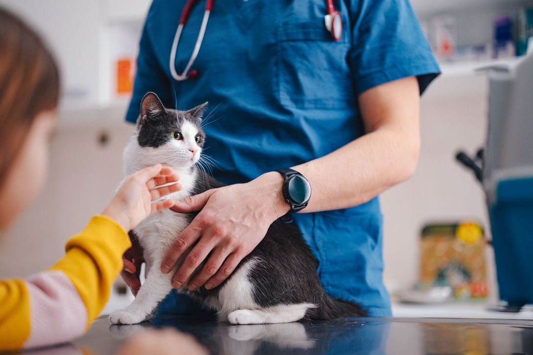 Un gatto viene visitato da un veterinario in una clinica veterinaria.