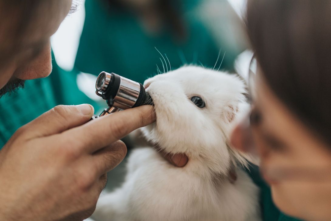 Un coniglio viene esaminato da un veterinario.